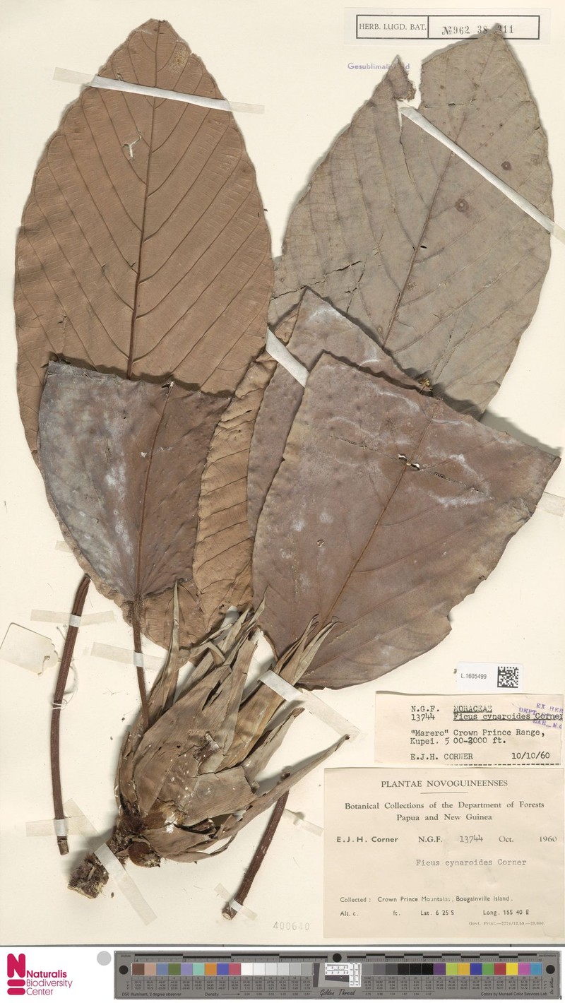 Ficus cynaroides photo 3