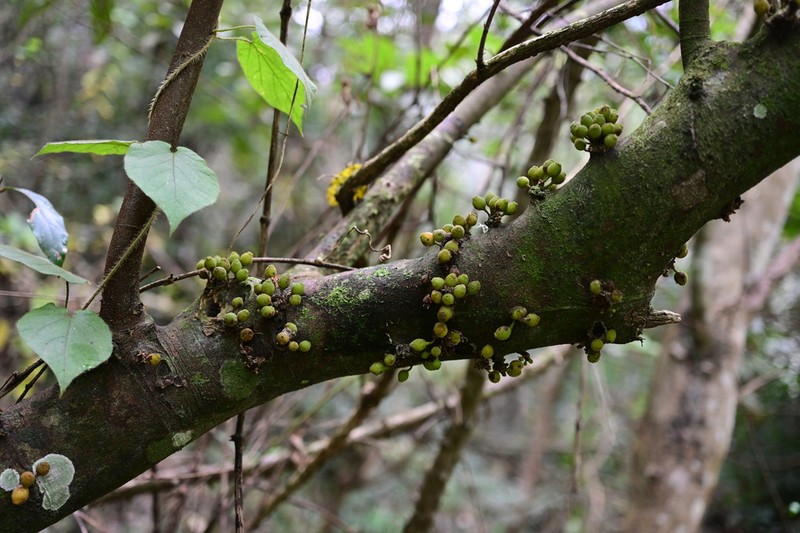 Ficus cyrtophylla