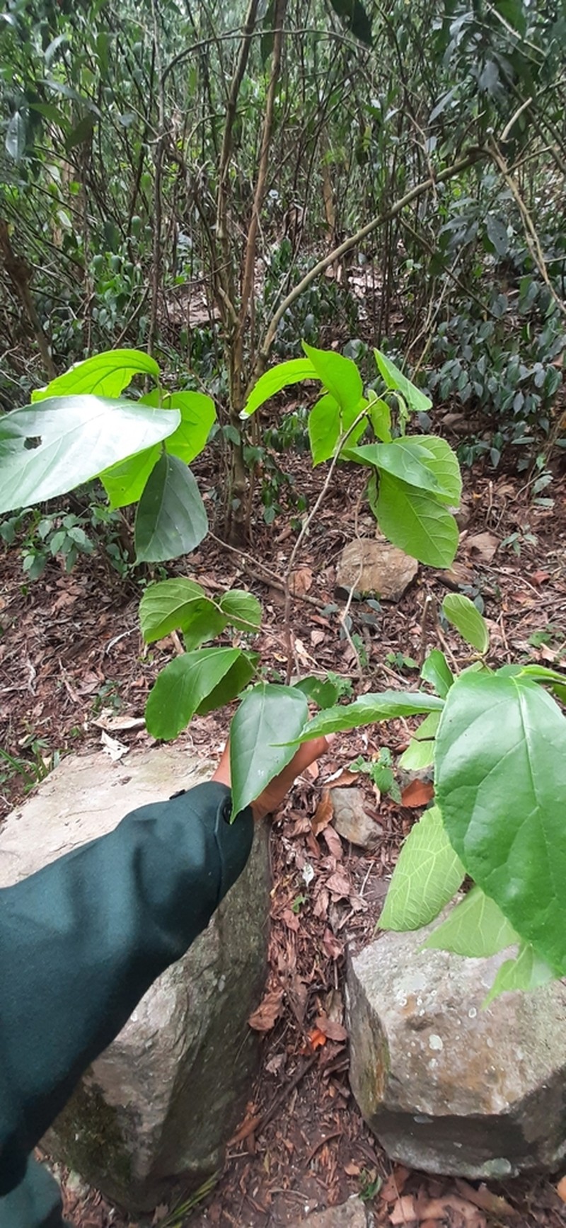 Ficus cyrtophylla photo 2