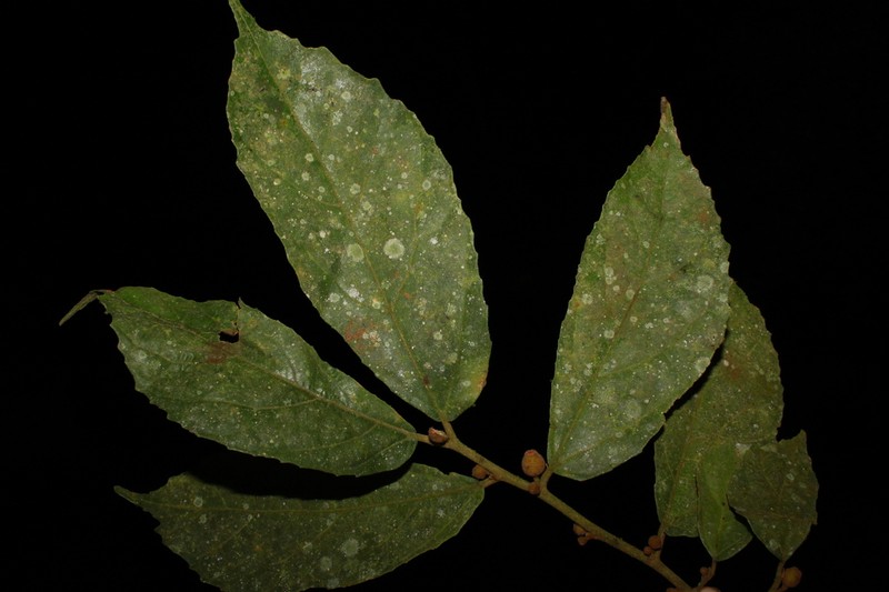 Ficus cyrtophylla photo 3