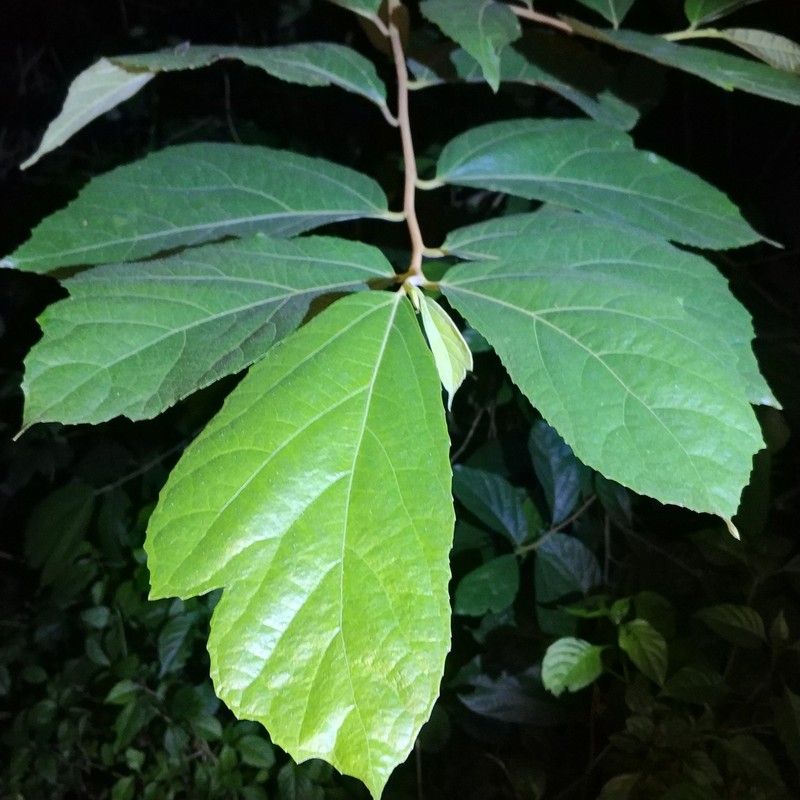 Ficus cyrtophylla photo 4