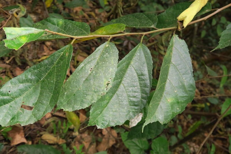 Ficus cyrtophylla photo 6