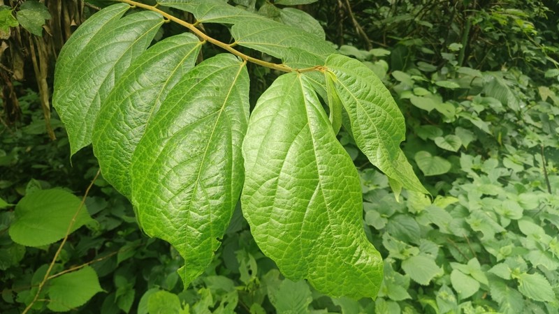 Ficus cyrtophylla photo 7