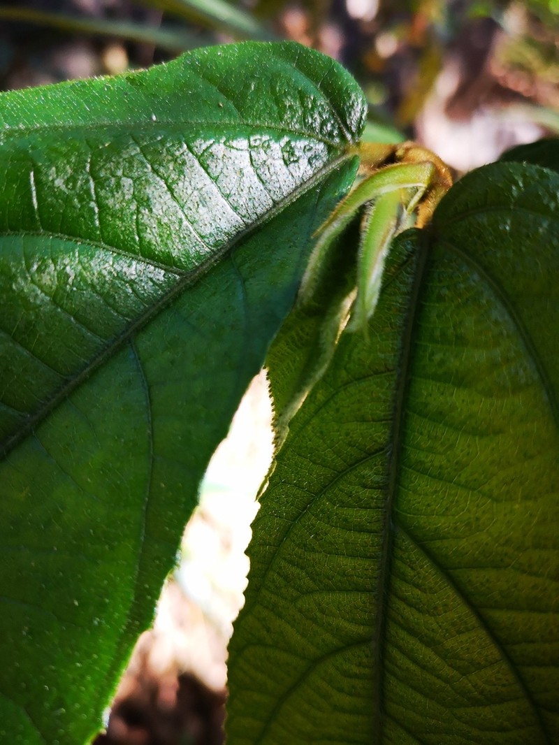 Ficus cyrtophylla photo 8