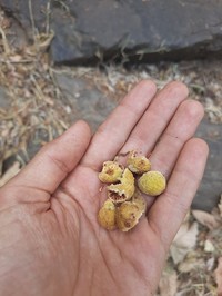 Ficus dalhousieae