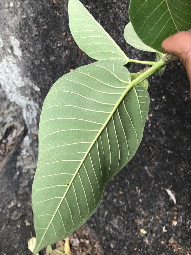 Ficus dalhousieae photo 2