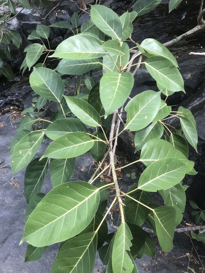 Ficus dalhousieae photo 3