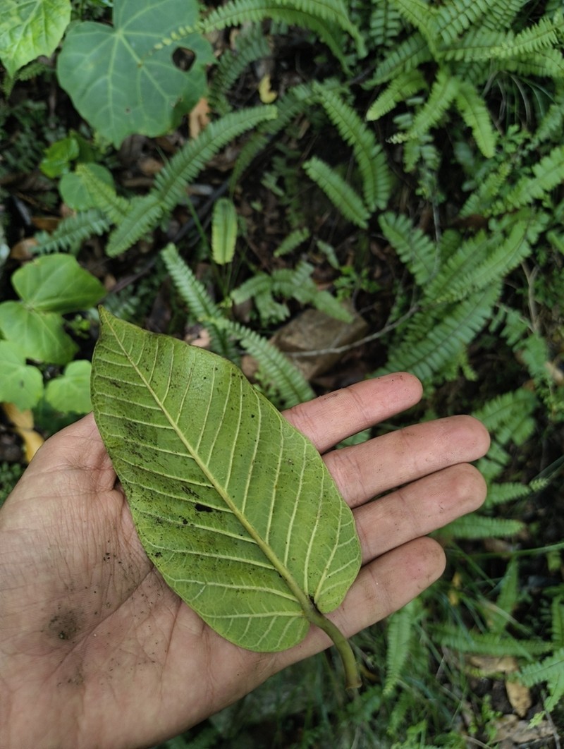 Ficus dalhousieae photo 4