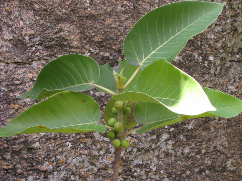 Ficus dalhousieae photo 5