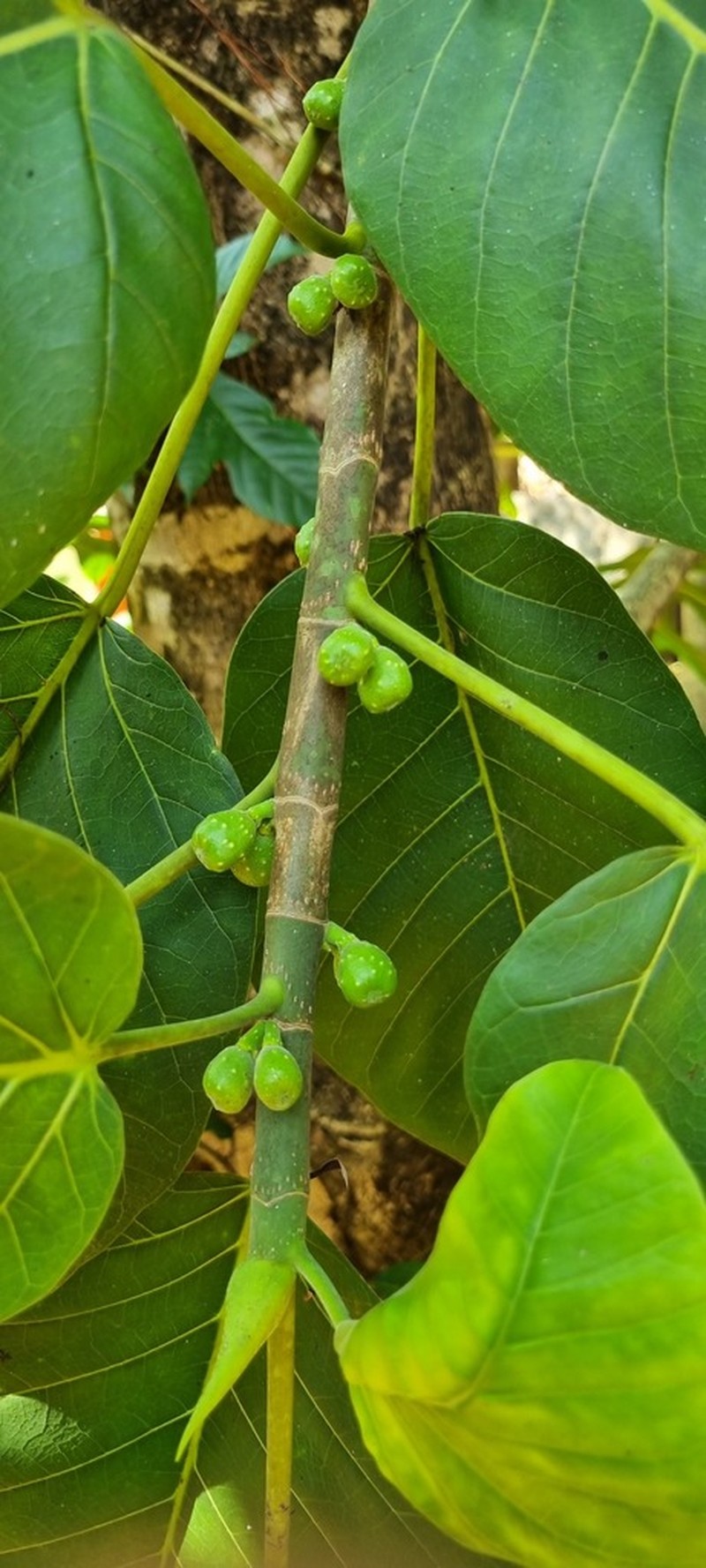 Ficus dalhousieae photo 6