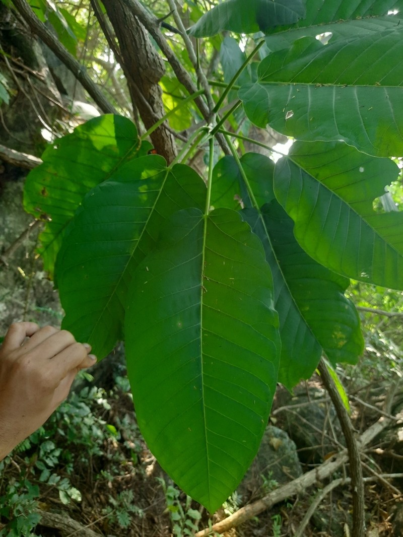 Ficus dalhousieae photo 7