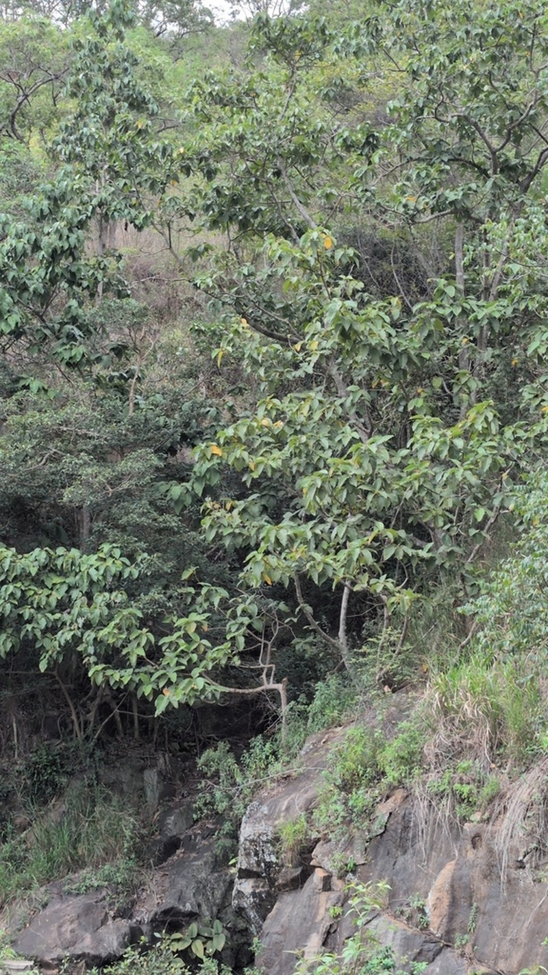 Ficus dalhousieae photo 8