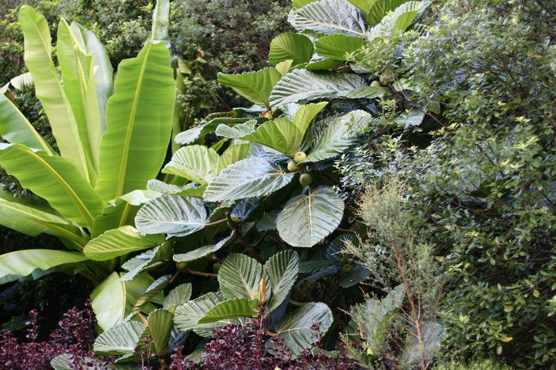 Ficus dammaropsis photo 2