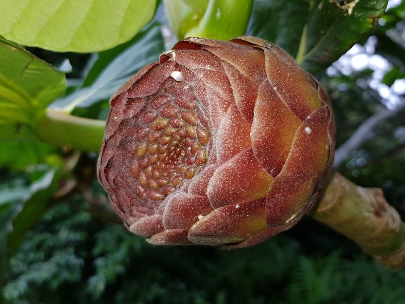Ficus dammaropsis photo 3