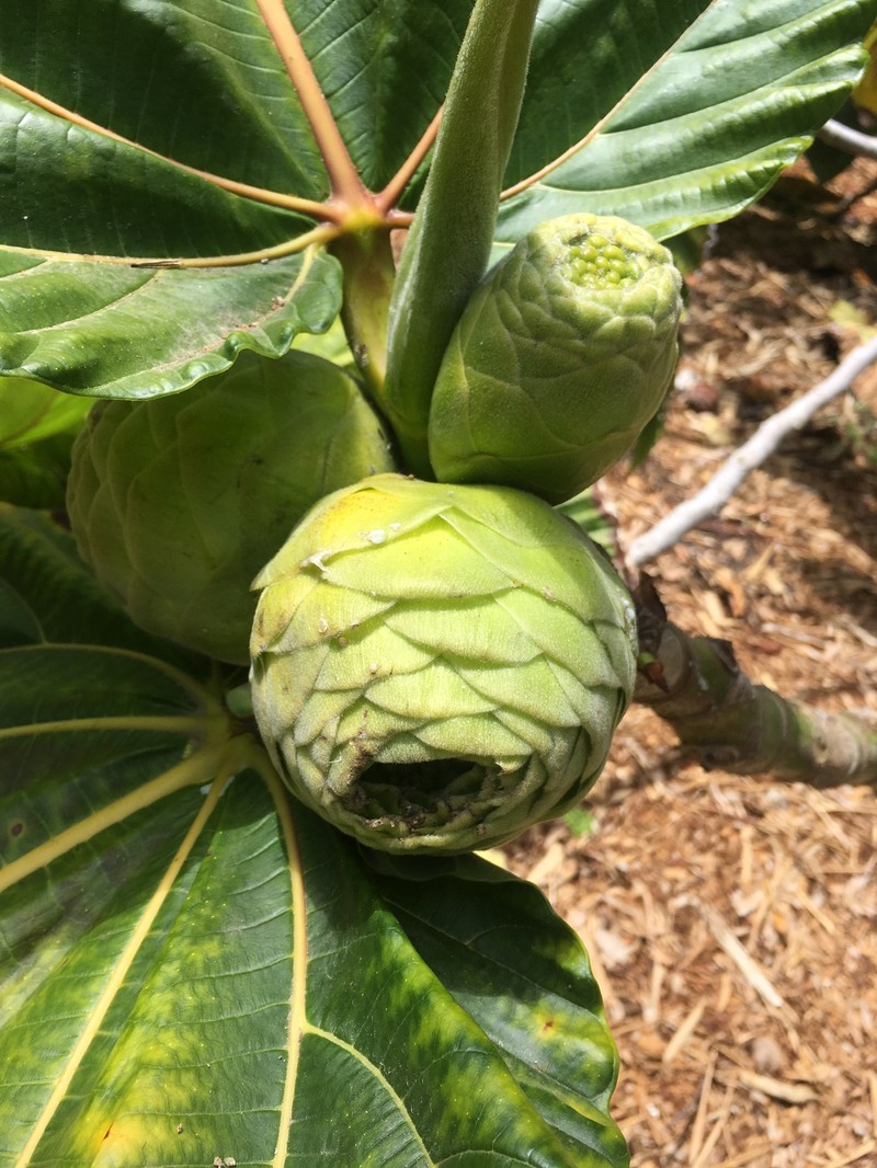 Ficus dammaropsis photo 4
