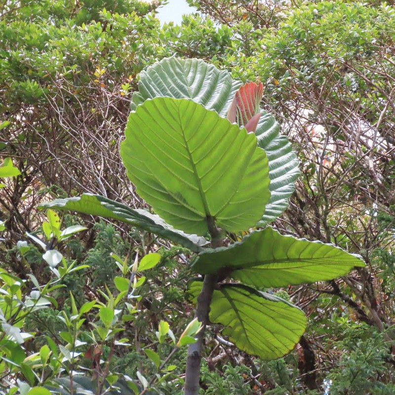 Ficus dammaropsis photo 5