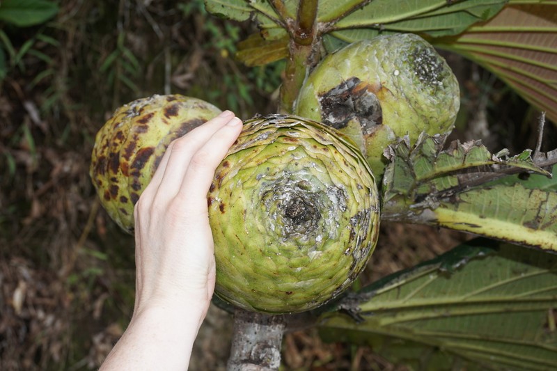 Ficus dammaropsis photo 6