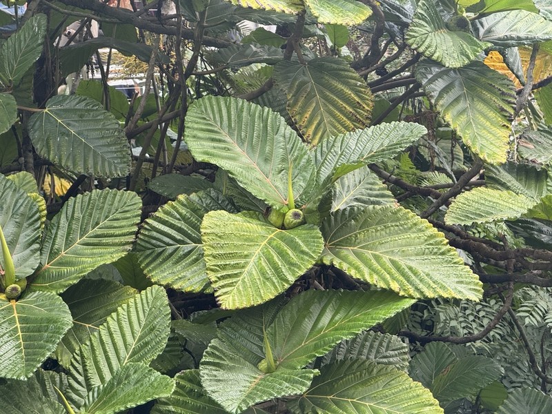 Ficus dammaropsis photo 7