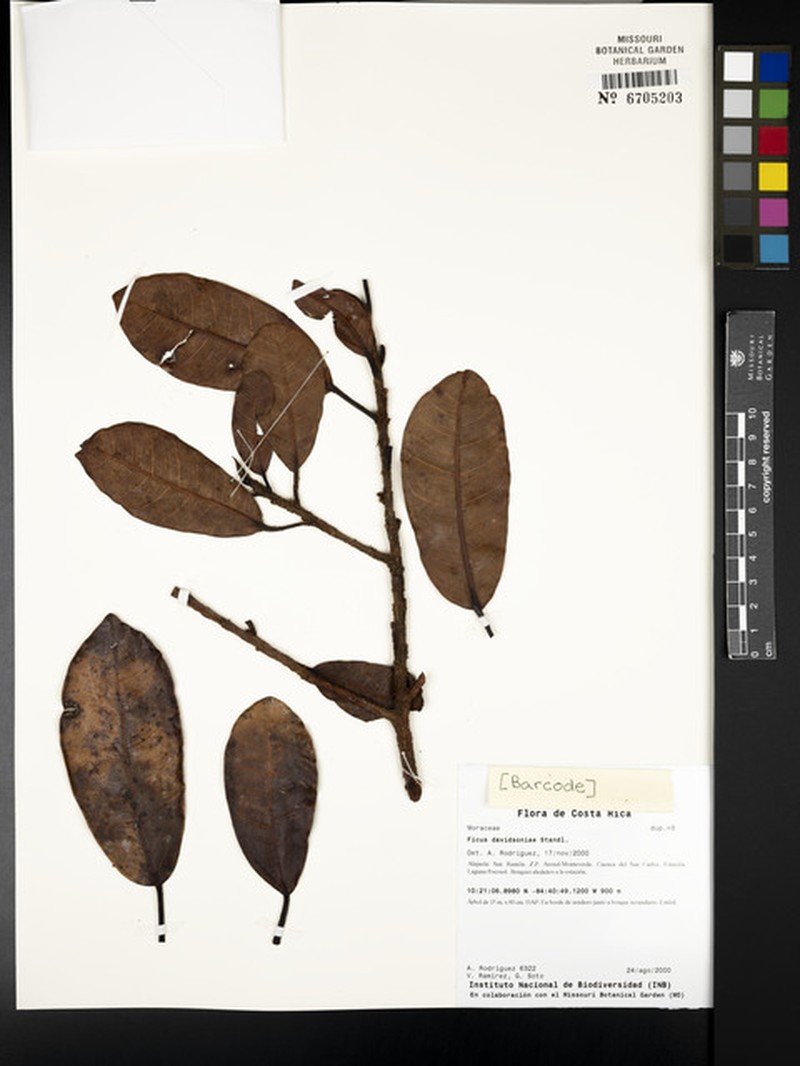 Ficus davidsoniae