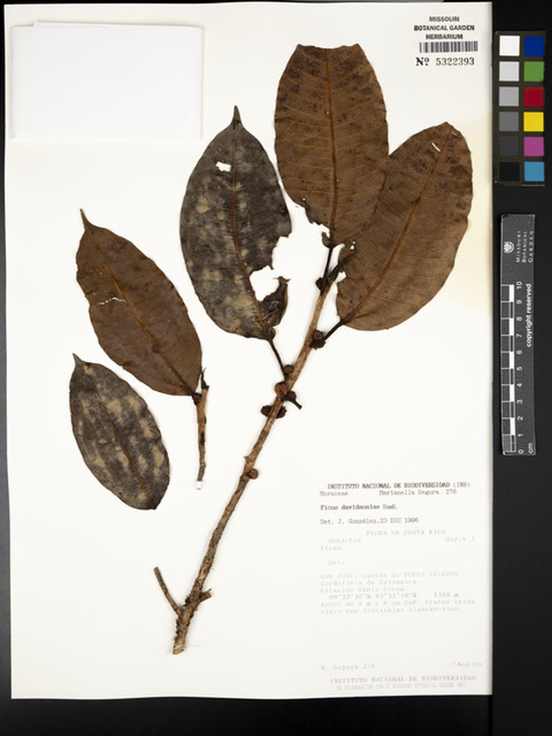 Ficus davidsoniae photo 2