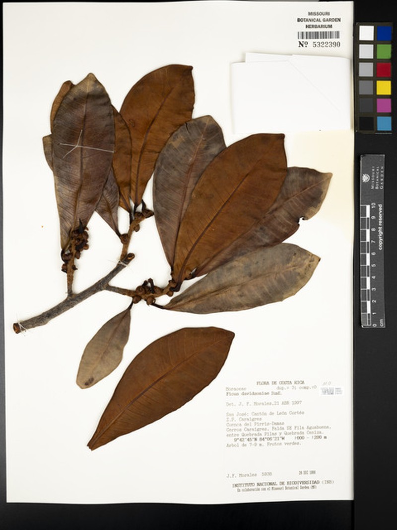 Ficus davidsoniae photo 3