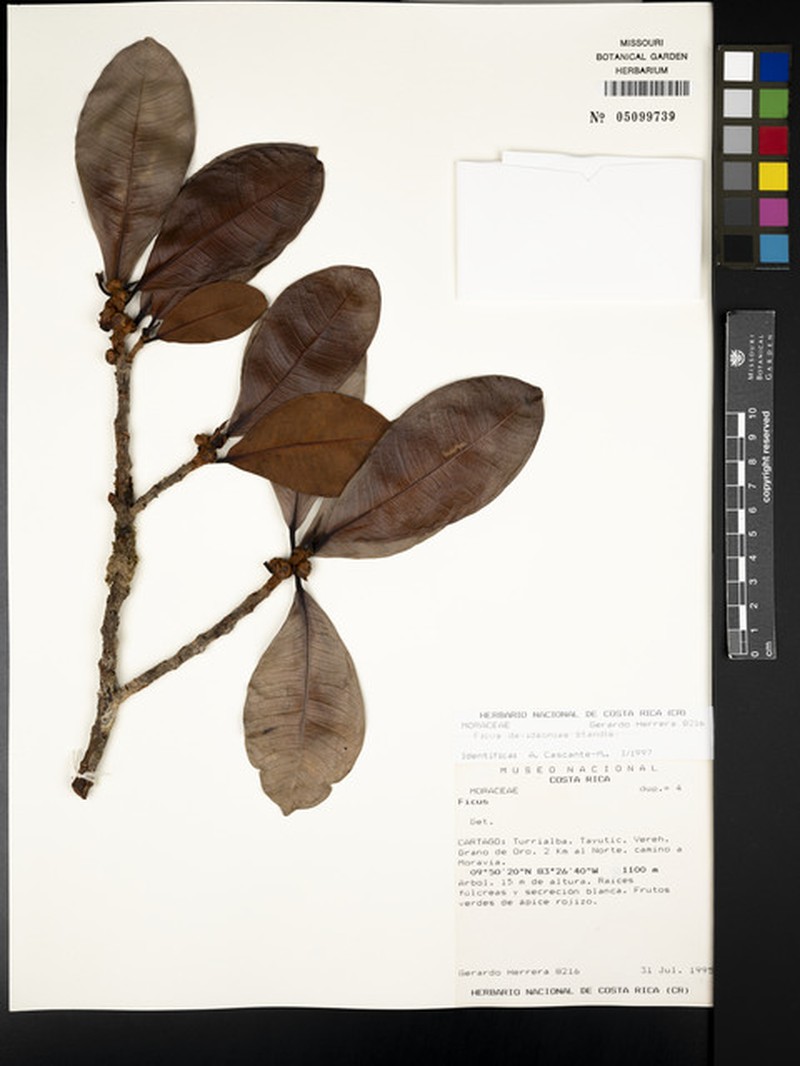 Ficus davidsoniae photo 4