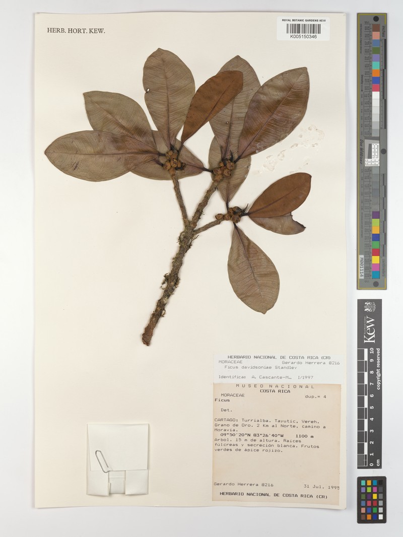Ficus davidsoniae photo 5