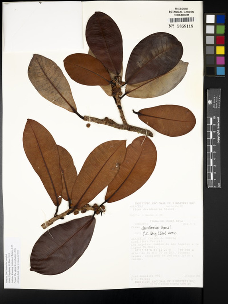 Ficus davidsoniae photo 6
