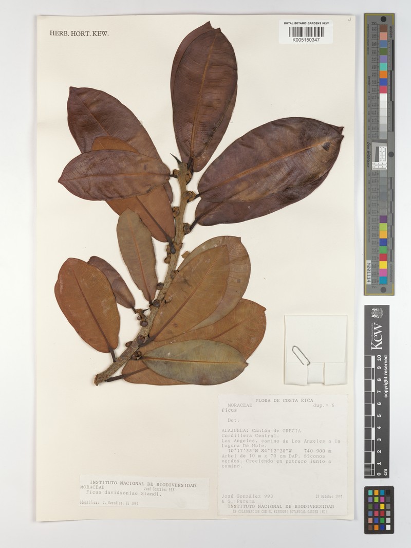 Ficus davidsoniae photo 7