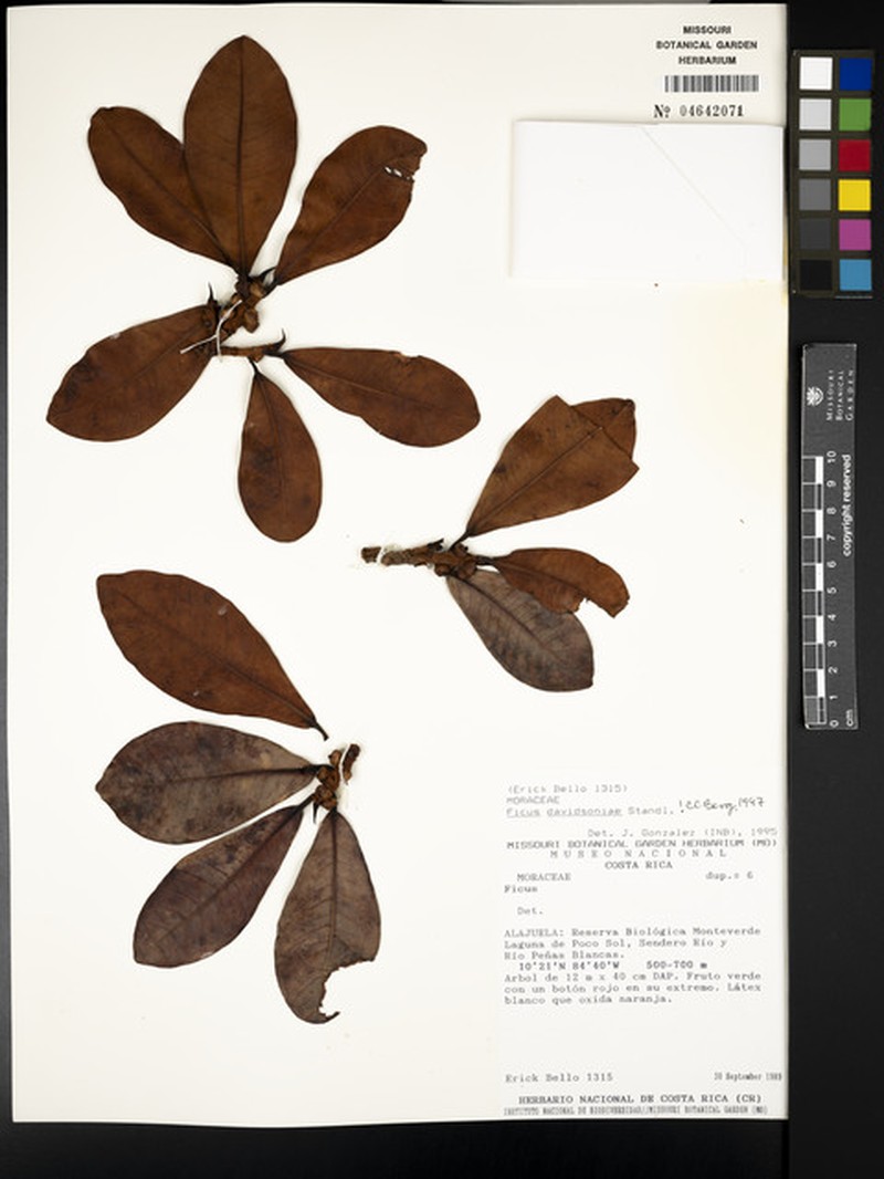 Ficus davidsoniae photo 8