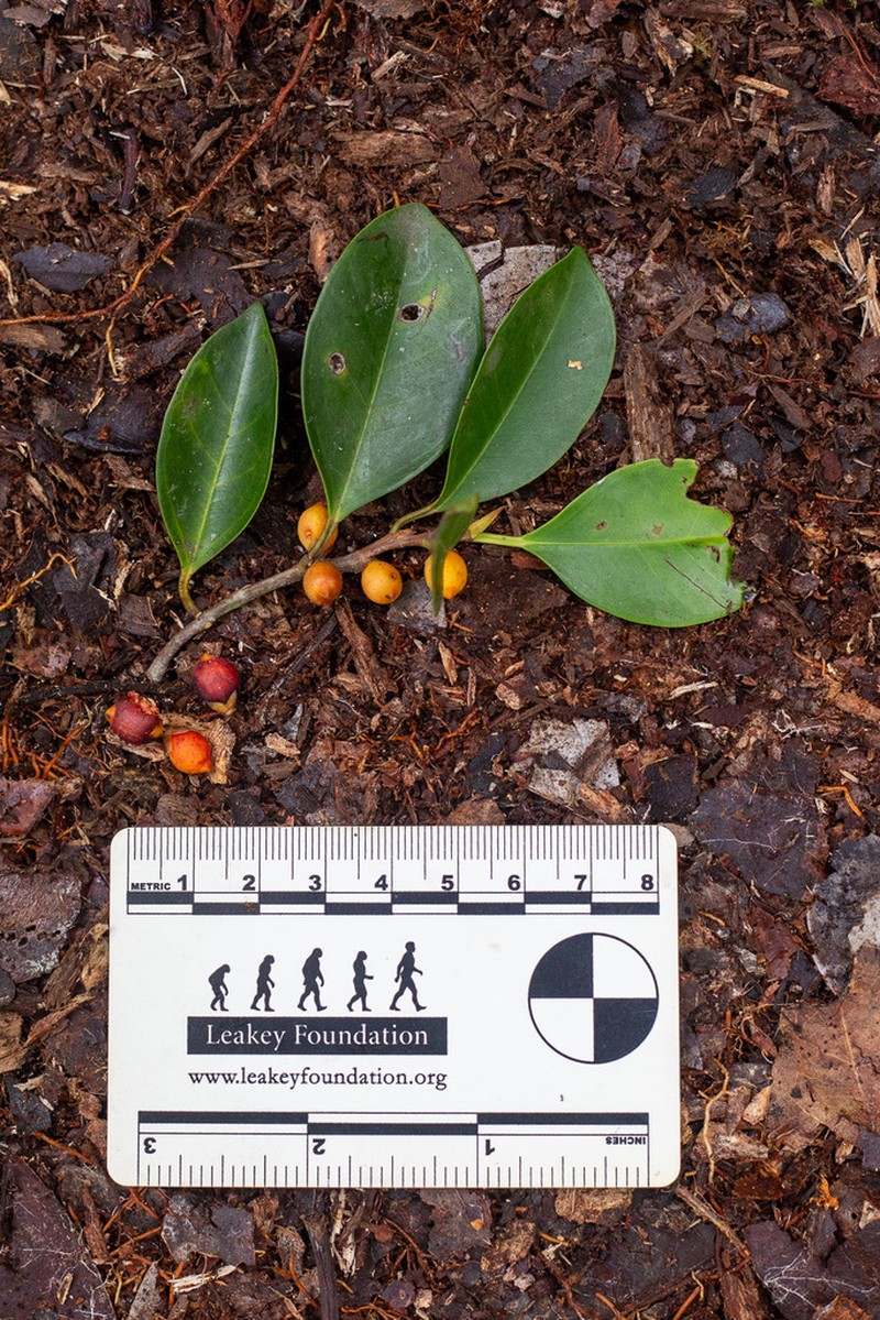 Ficus delosyce