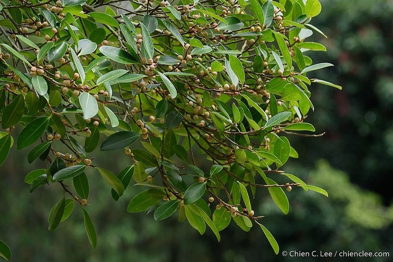 Ficus delosyce photo 2