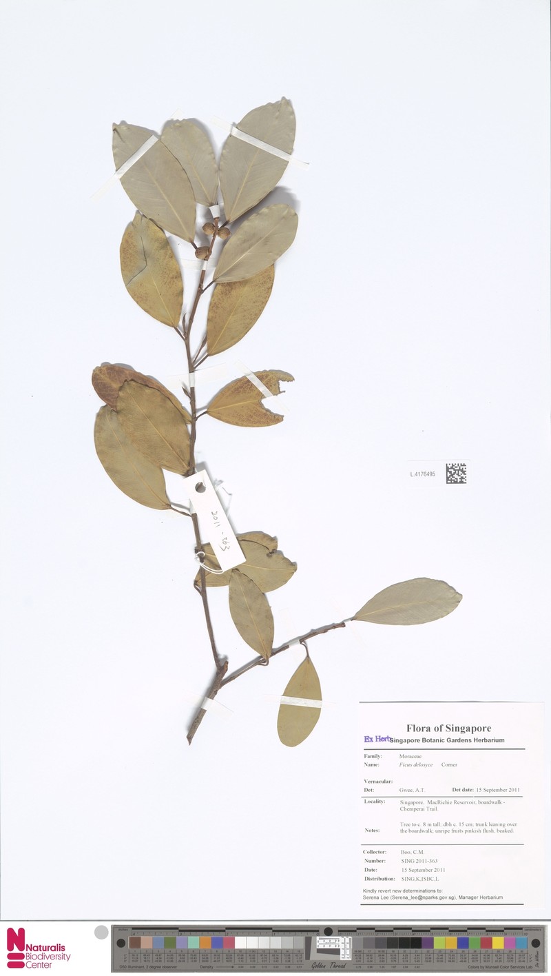 Ficus delosyce photo 3