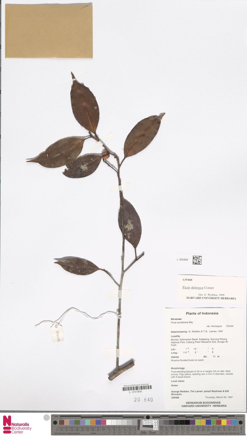 Ficus delosyce photo 4