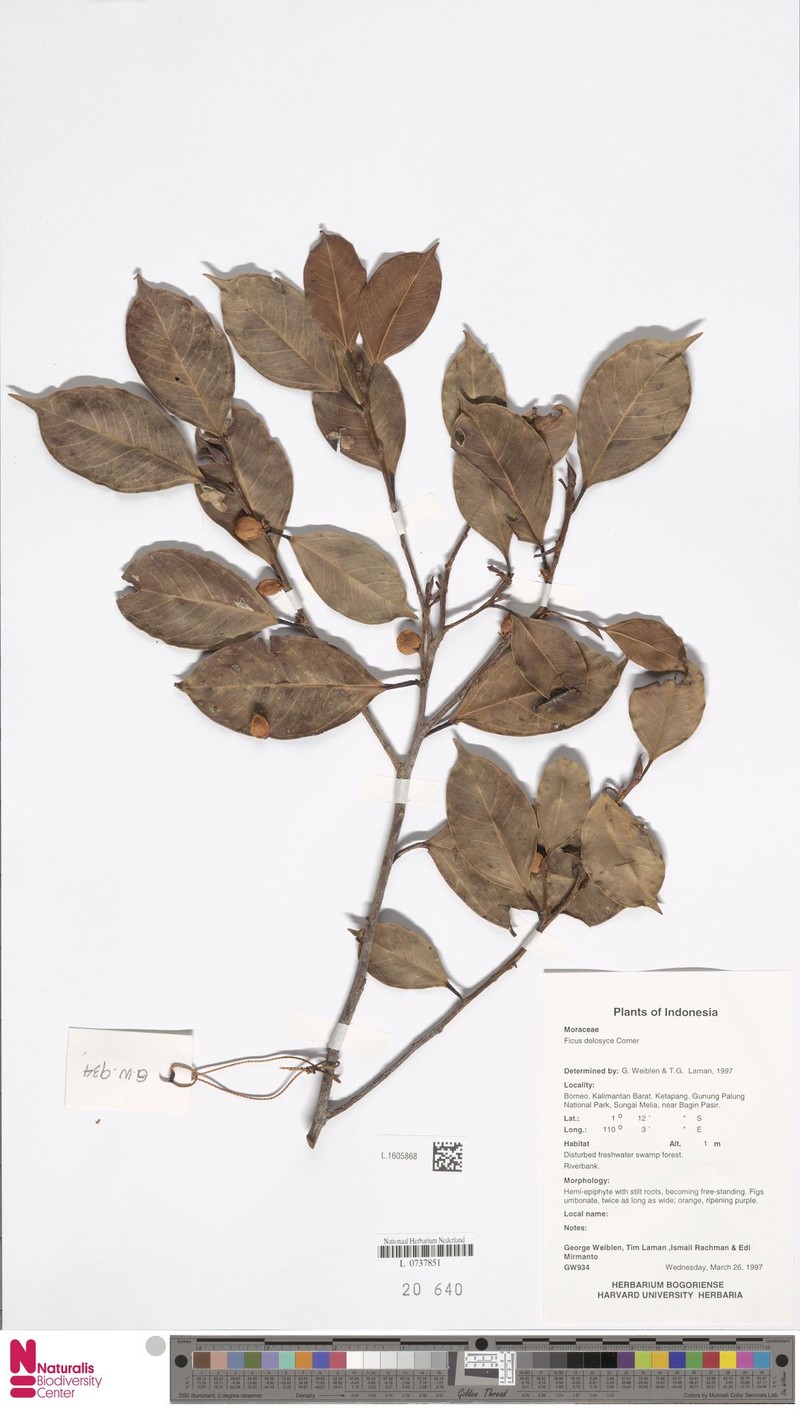 Ficus delosyce photo 5