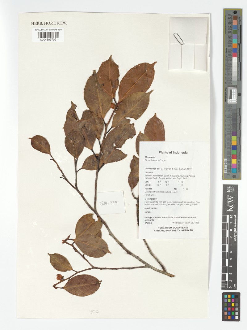 Ficus delosyce photo 6