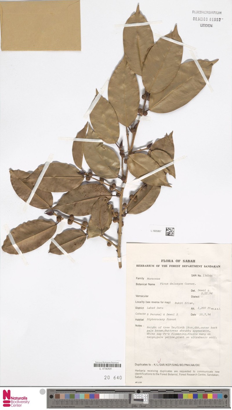 Ficus delosyce photo 7