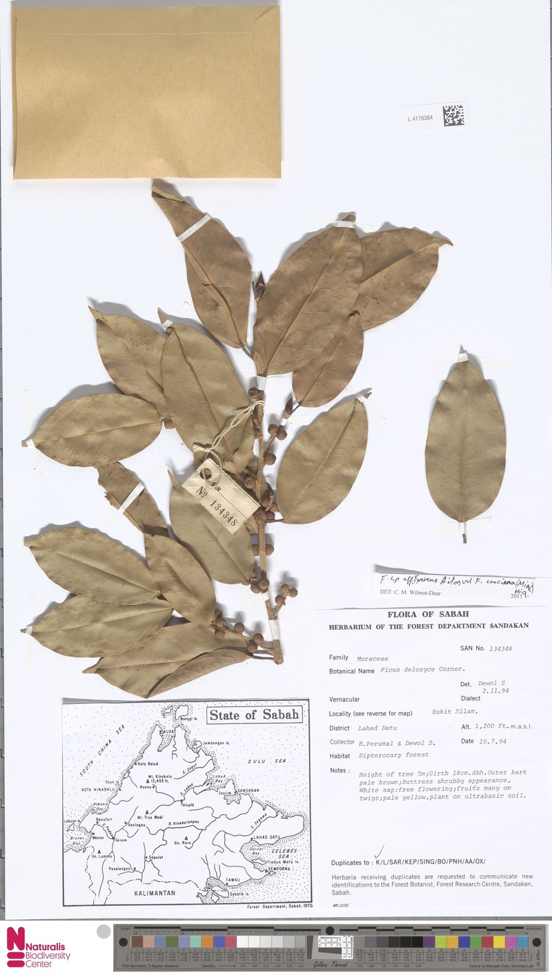 Ficus delosyce photo 8