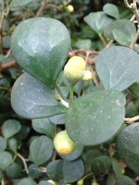 Ficus deltoidea