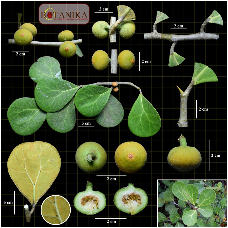 Ficus deltoidea photo 2