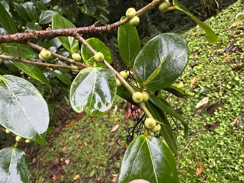 Ficus deltoidea photo 3