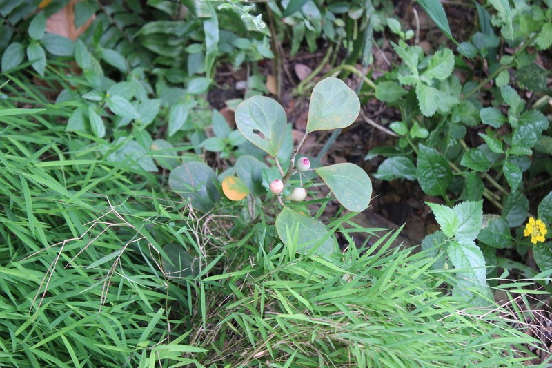Ficus deltoidea photo 4