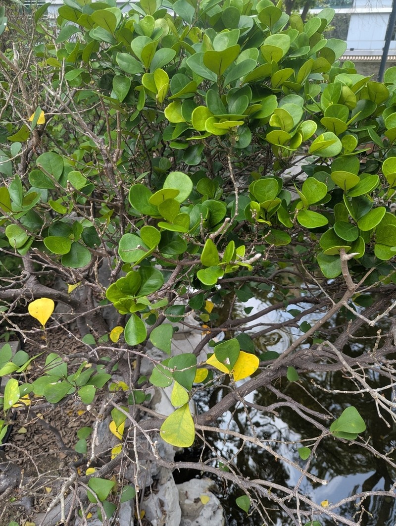 Ficus deltoidea photo 5