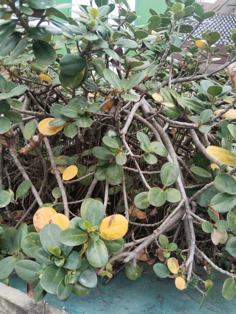 Ficus deltoidea photo 6