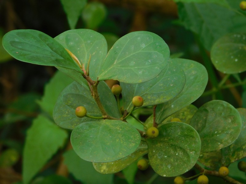 Ficus deltoidea photo 7