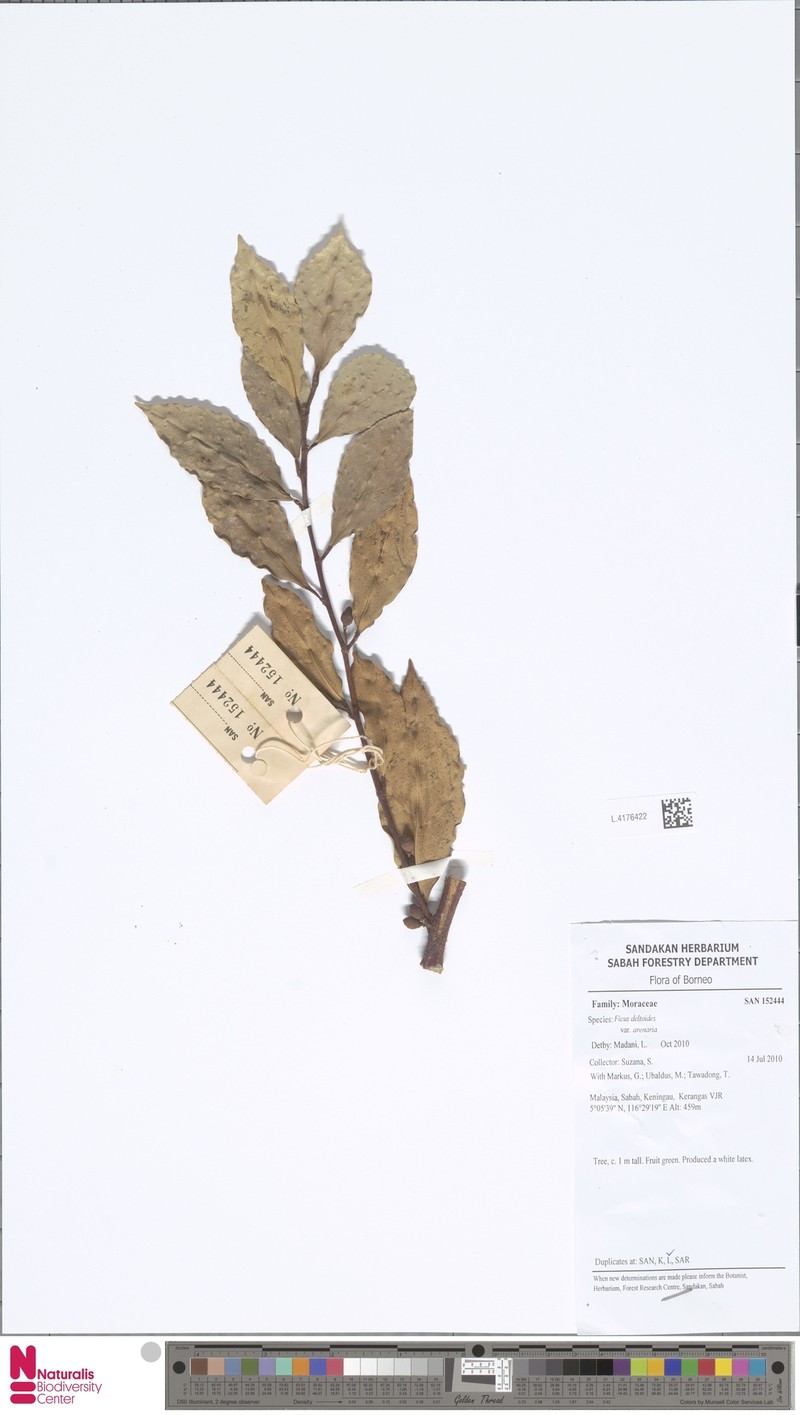 Ficus deltoidea subsp. deltoidea