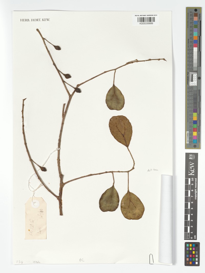 Ficus deltoidea subsp. deltoidea photo 2