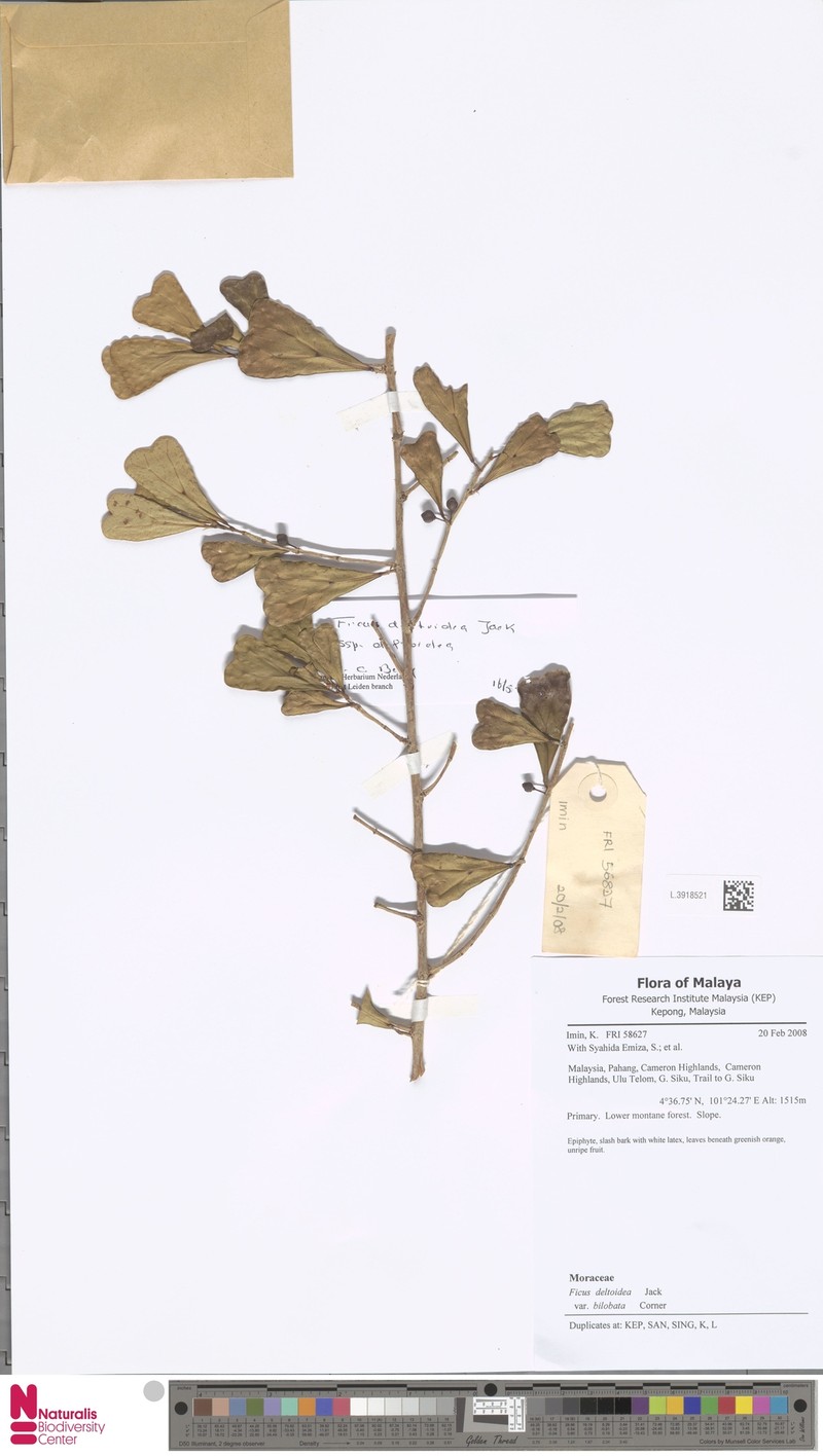 Ficus deltoidea subsp. deltoidea photo 3