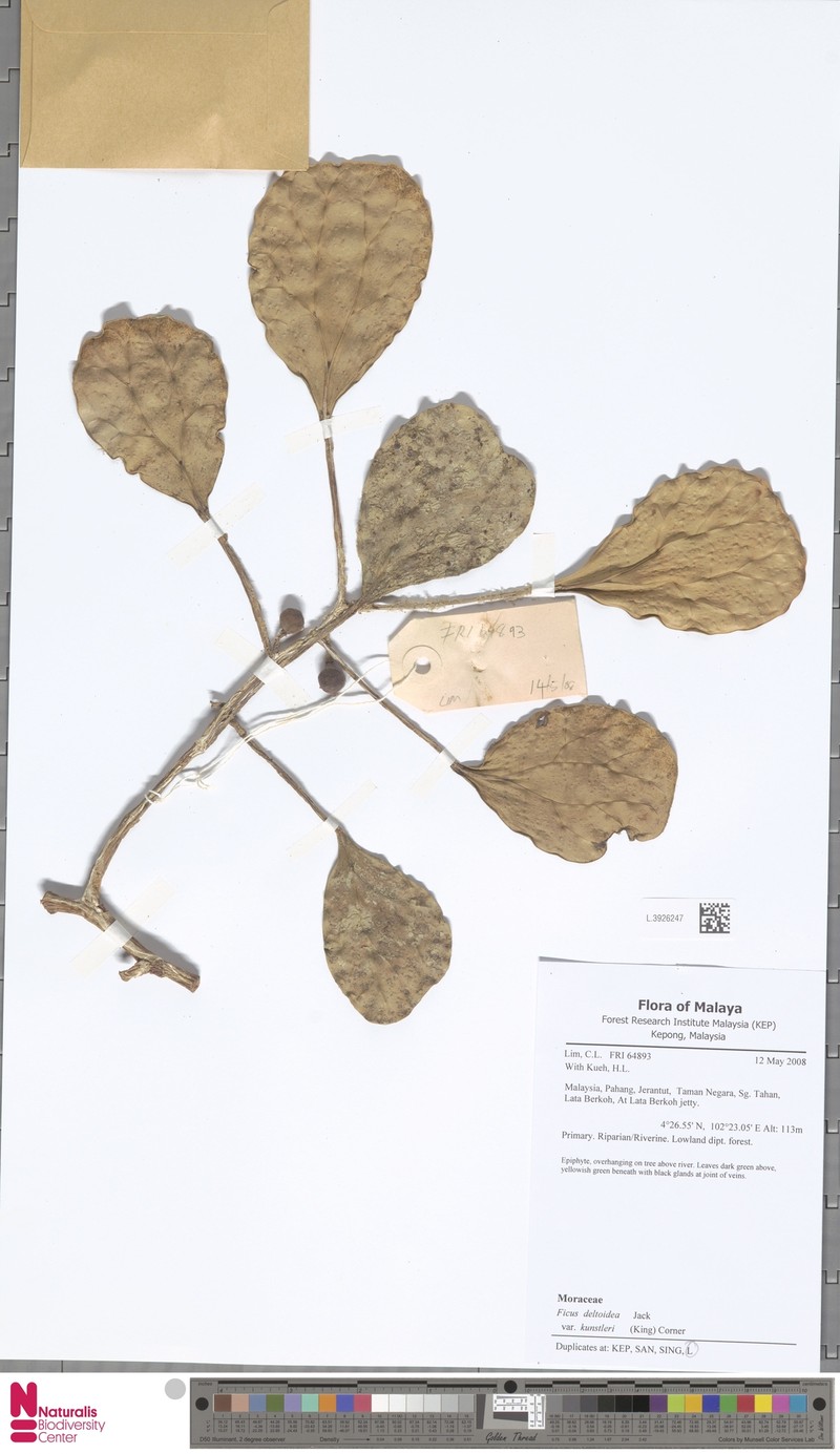 Ficus deltoidea subsp. deltoidea photo 4