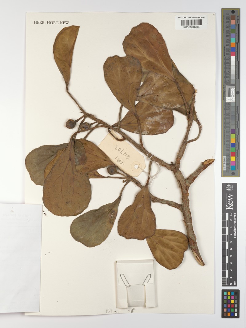Ficus deltoidea subsp. deltoidea photo 5